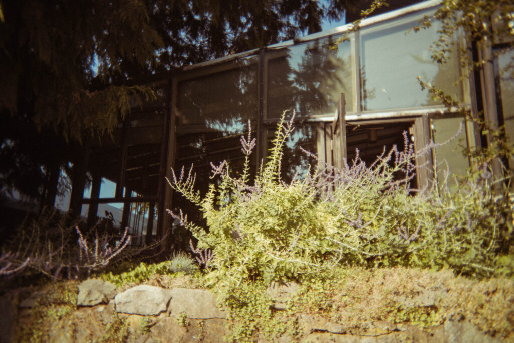 Garden plants growing above an old stone wall beside Brock House.
